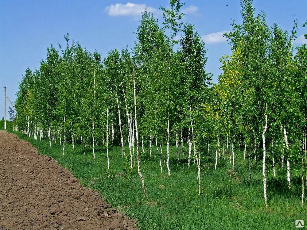 Что подешевеет в Казахстане в октябре 2024 года — изображение 1
