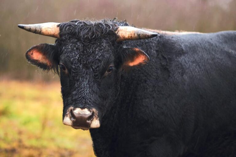COWMAS и Агрохолдинг «ТЕРРА» успешно завершили пилотный проект по мониторингу водопоя скота