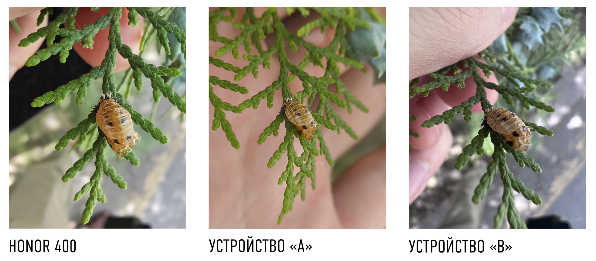 Сравнение фото на HONOR 400 и два других смартфона