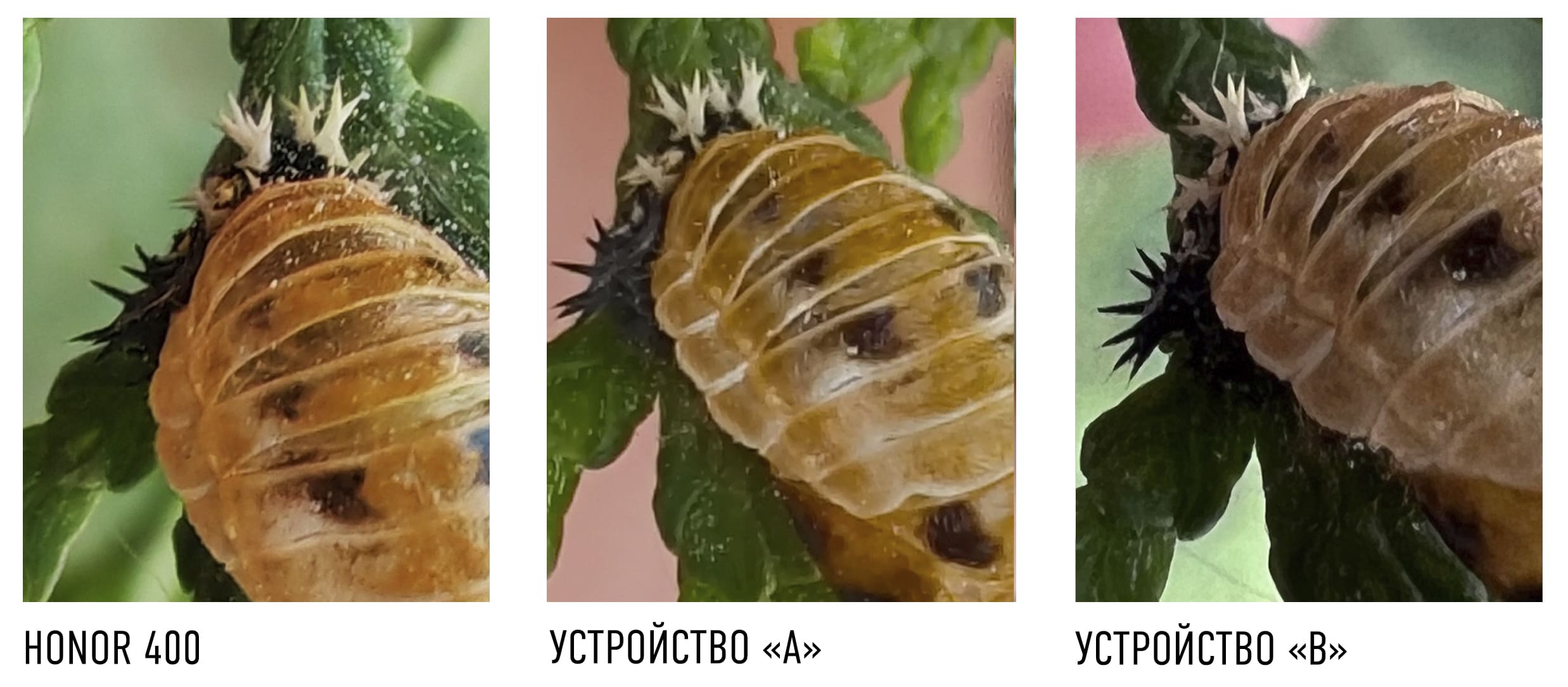 Сравнение фото на HONOR 400 и два других смартфона