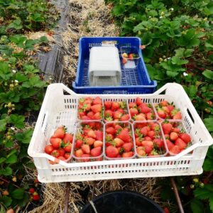 Казахстанская семья работает на английской ферме, чтобы накопить на квартиру