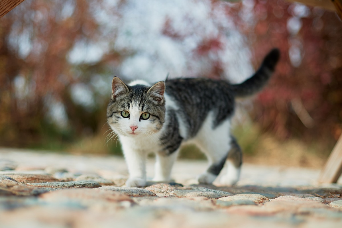 She's Next Visa Мадина Оскенбаева