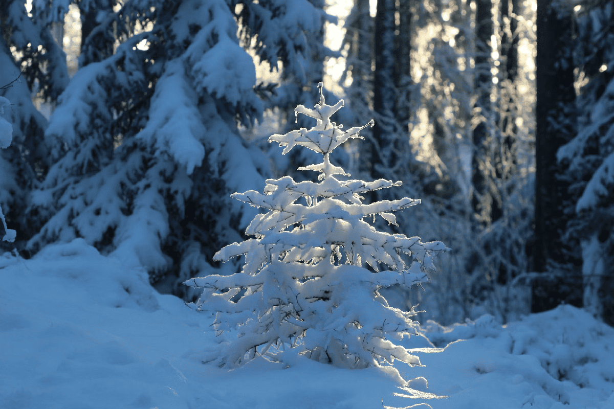 Праздники 19 декабря 2025 года: что отмечают в Казахстане и мире