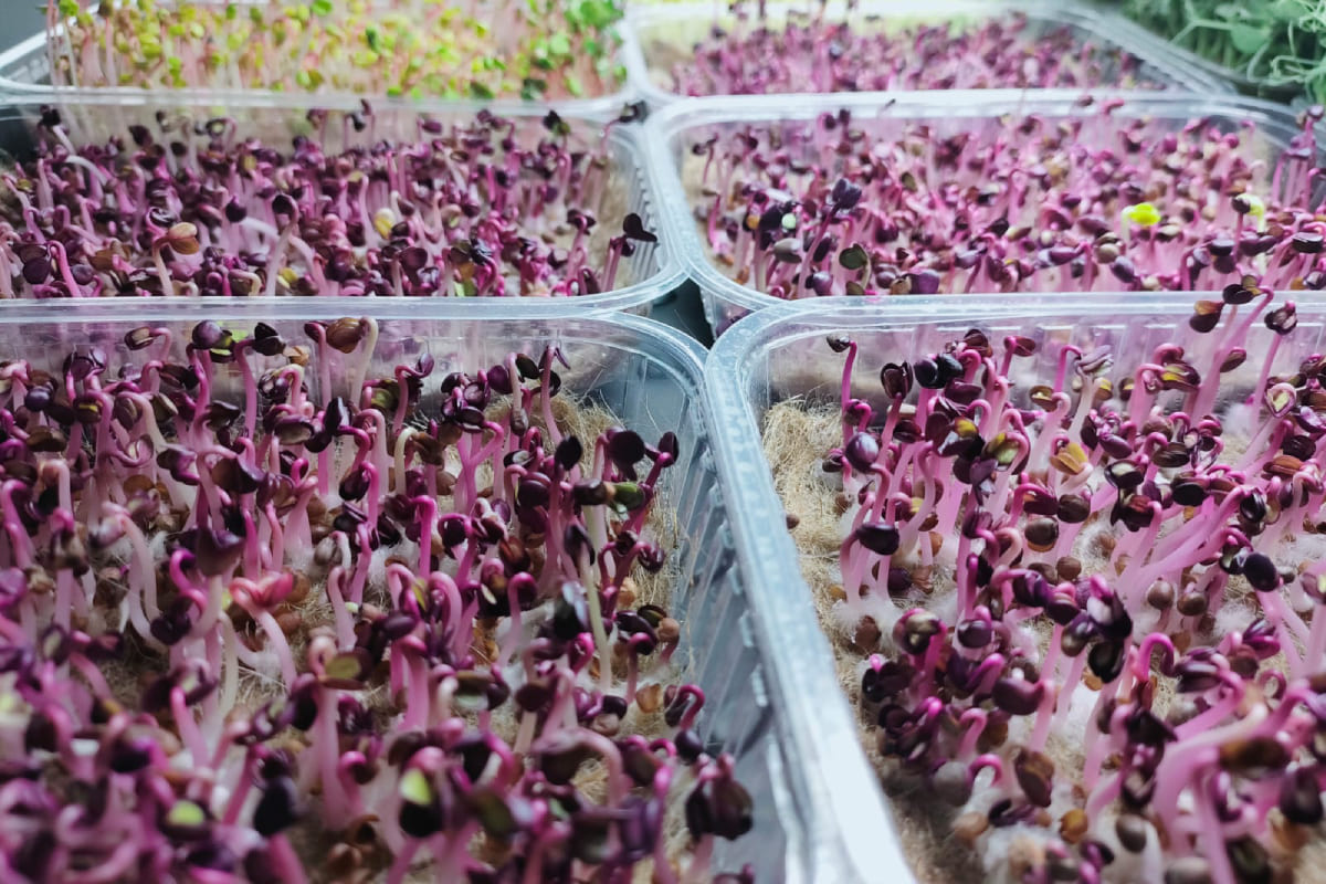 микрозелень