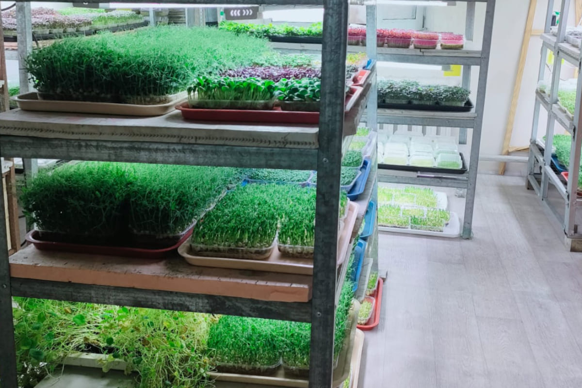 микрозелень