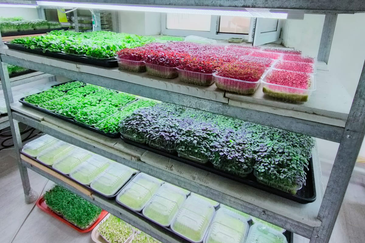 микрозелень