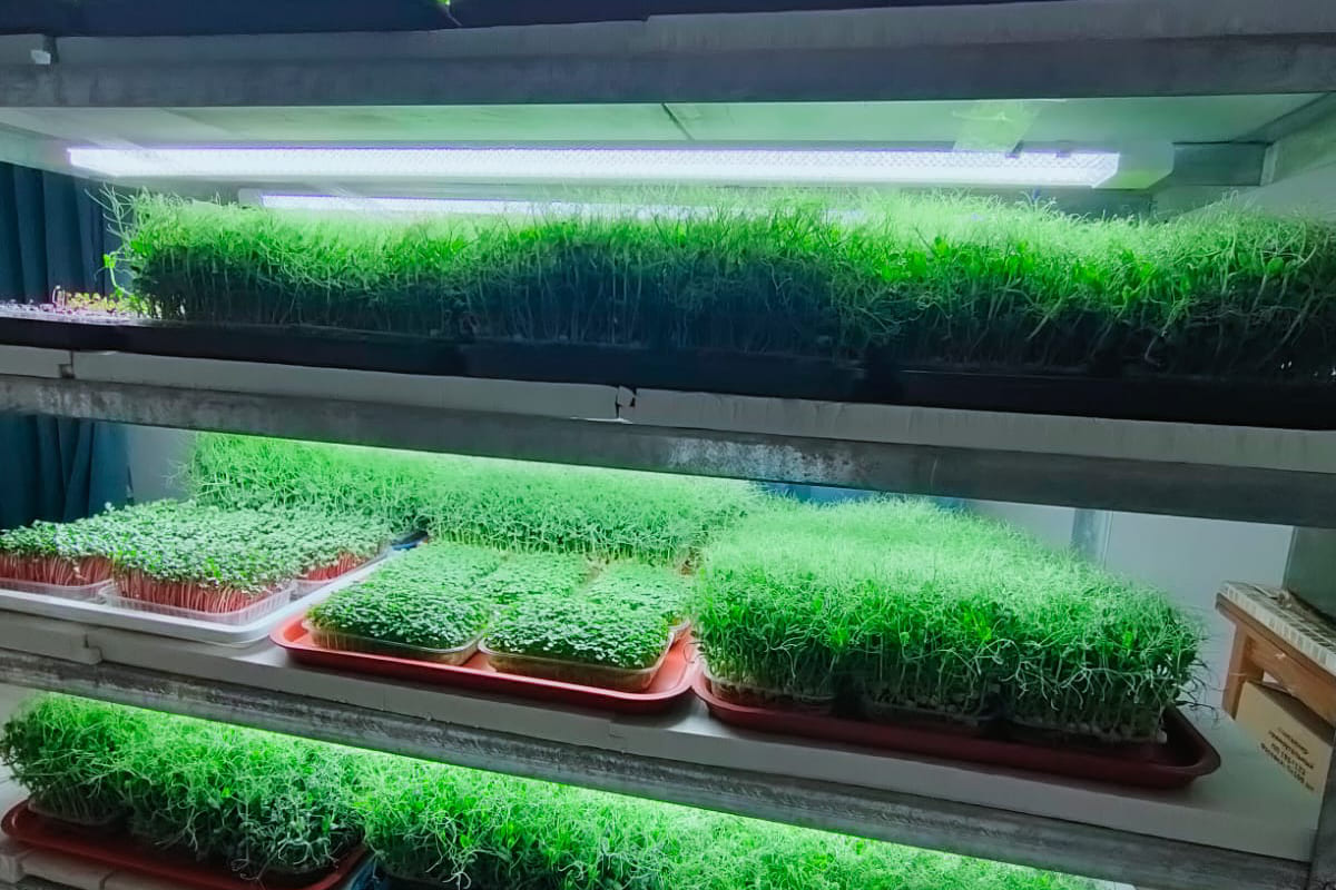 микрозелень