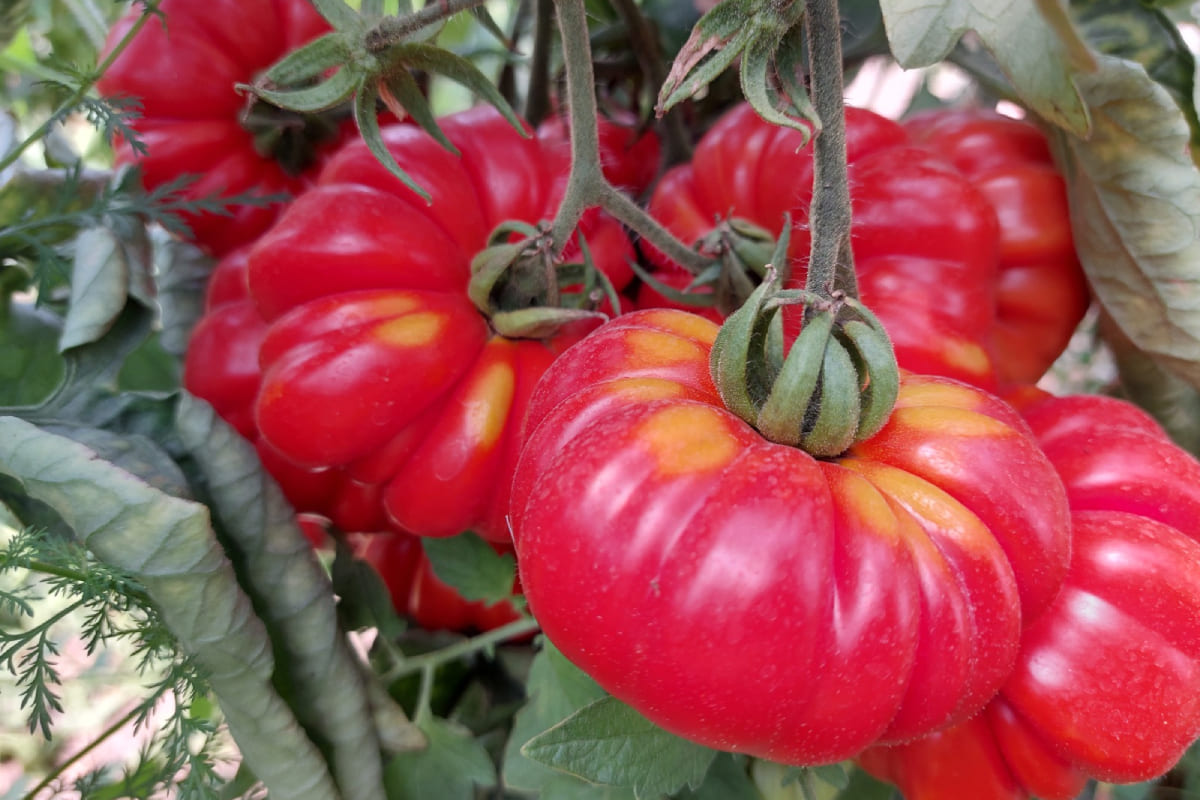 Карлыгаш Ермукан