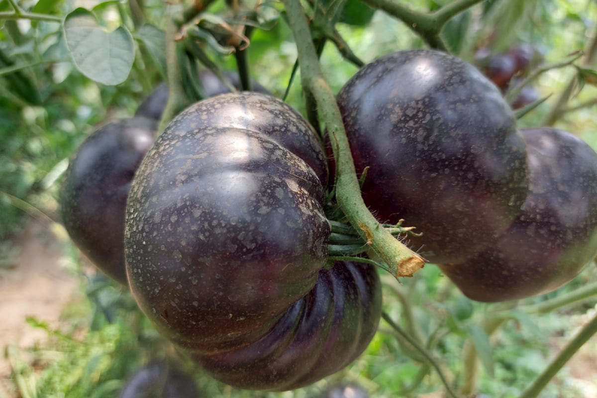 Карлыгаш Ермукан