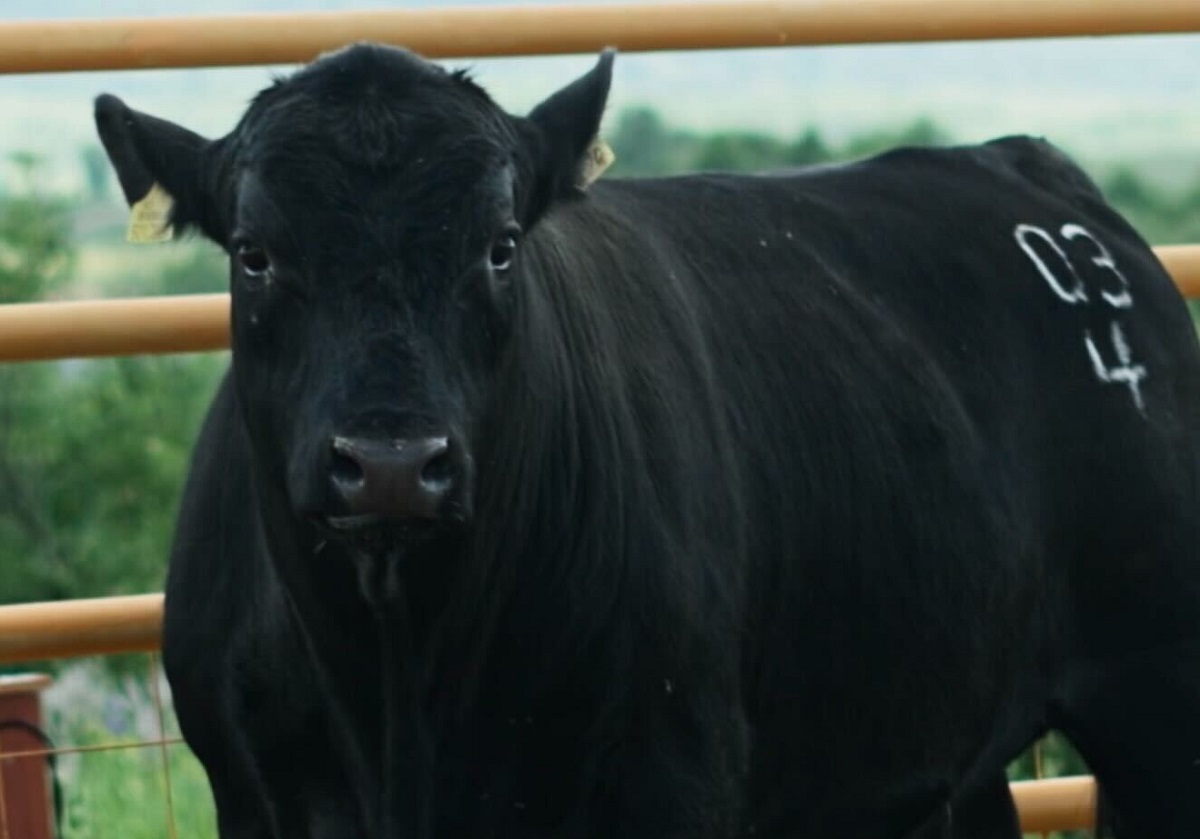 Стартапы в животноводстве смогут напрямую пообщаться с инвесторами