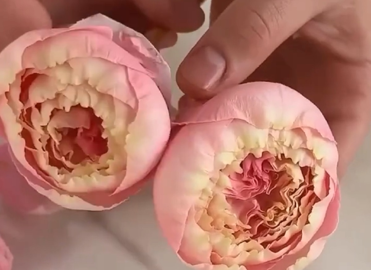 В Сети показали лайфхак: как сделать «пионы» из роз и сэкономить на букете