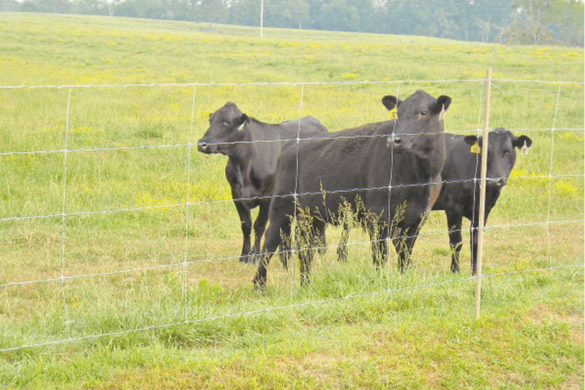 Каршыга Малик