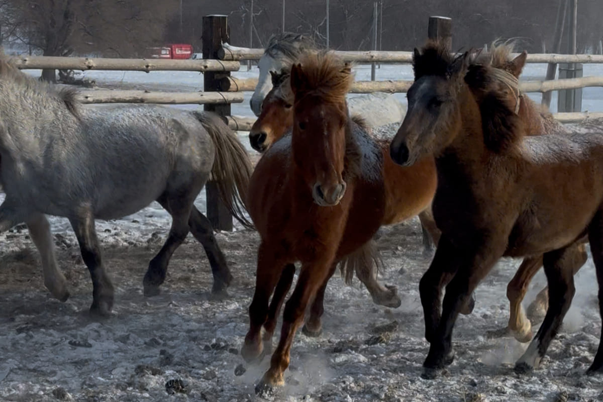 Каршыга Малик