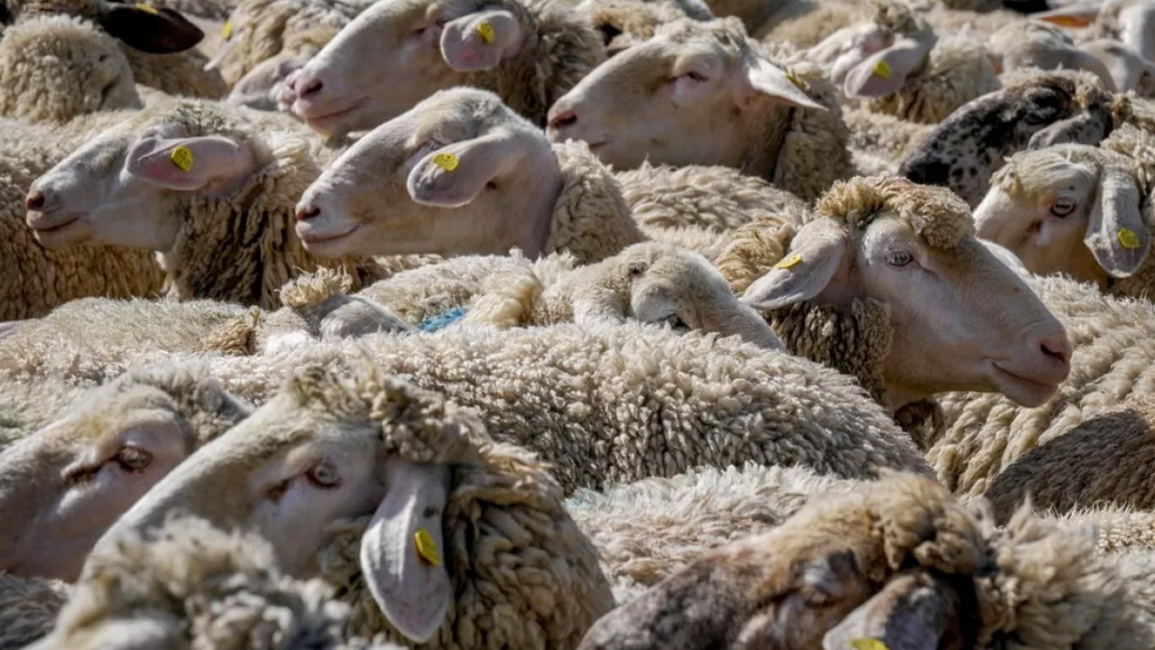 В Казахстане инвестируют $10 млн в строительство второго завода по переработке шерсти