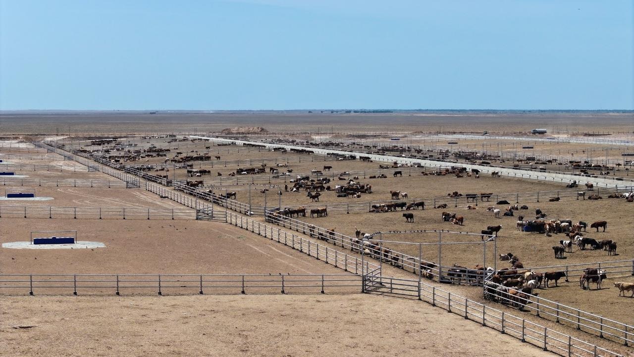 В Казахстане придумали, как прокормить 50 тысяч коров за раз