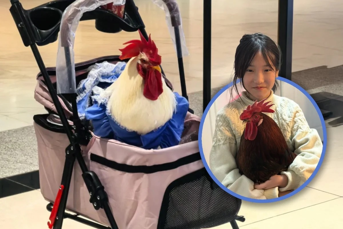 Вместо кошек и собак – курица: новый тренд на домашних животных охватил Китай