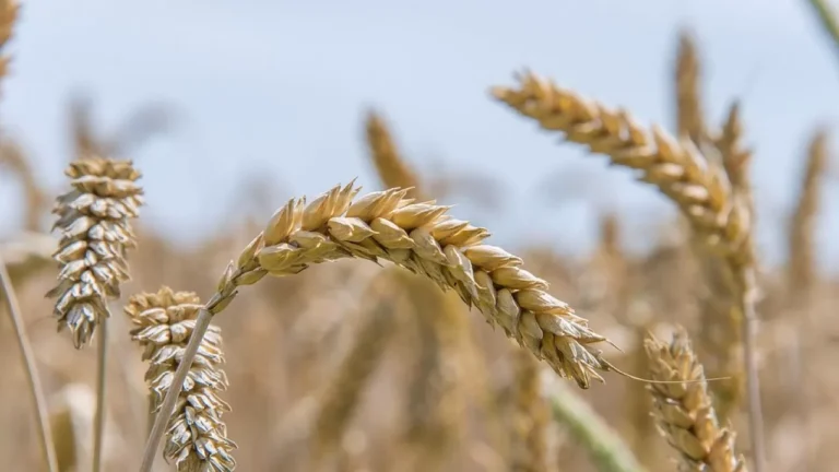 Мировой индекс цен на продукты подскочил на 2,4%