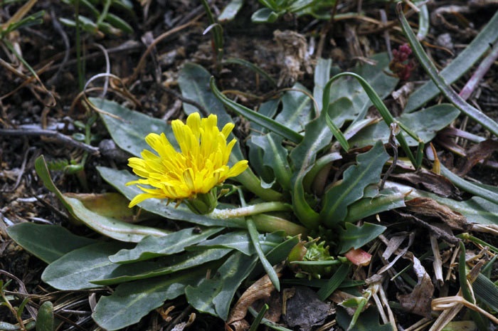 Одуванчик кок-сагыз, Кок-сагыз, Коксагыз, (Taraxacum kok-saghyz L.E. Rodin)