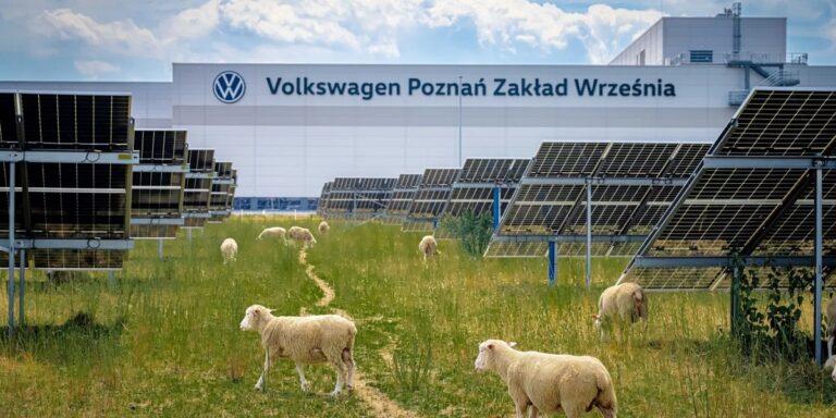 Volkswagen запустил стадо овец на территорию завода. Причина оказалась неожиданной