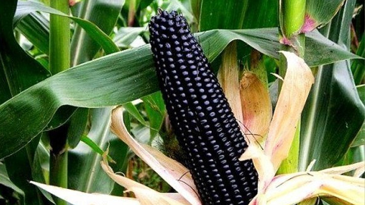 Кукуруза из китайского Хэйлунцзяна выросла под Алматы, но она оказалась черной — изображение 1
