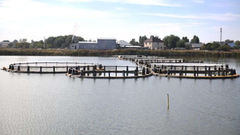 За 500 млн тенге в Казахстане запустили необычное рыбное хозяйство - оно зарабатывает не только на рыбе